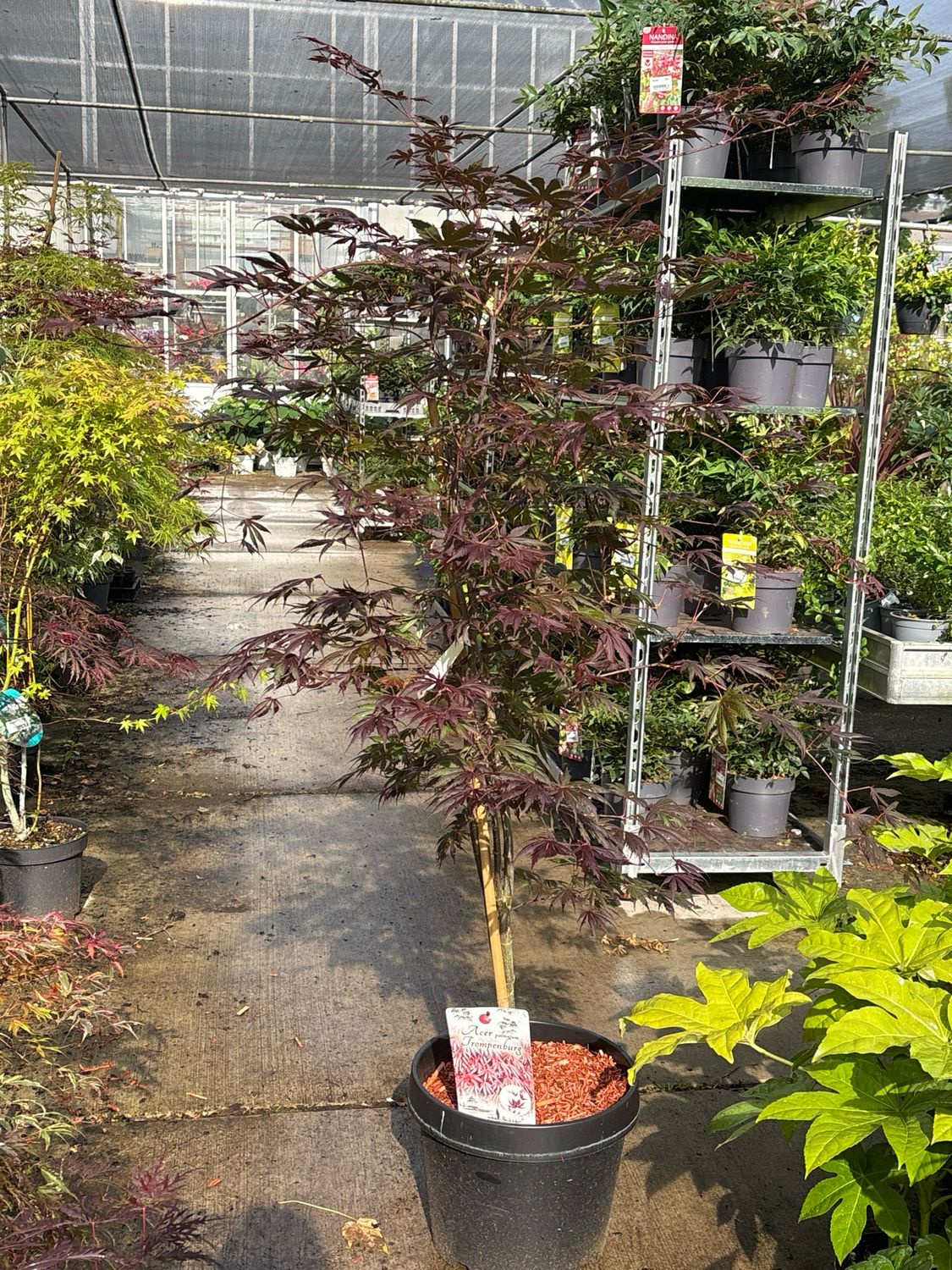Acer pal. 'Trompenburg' (Japanse Esdoorn)