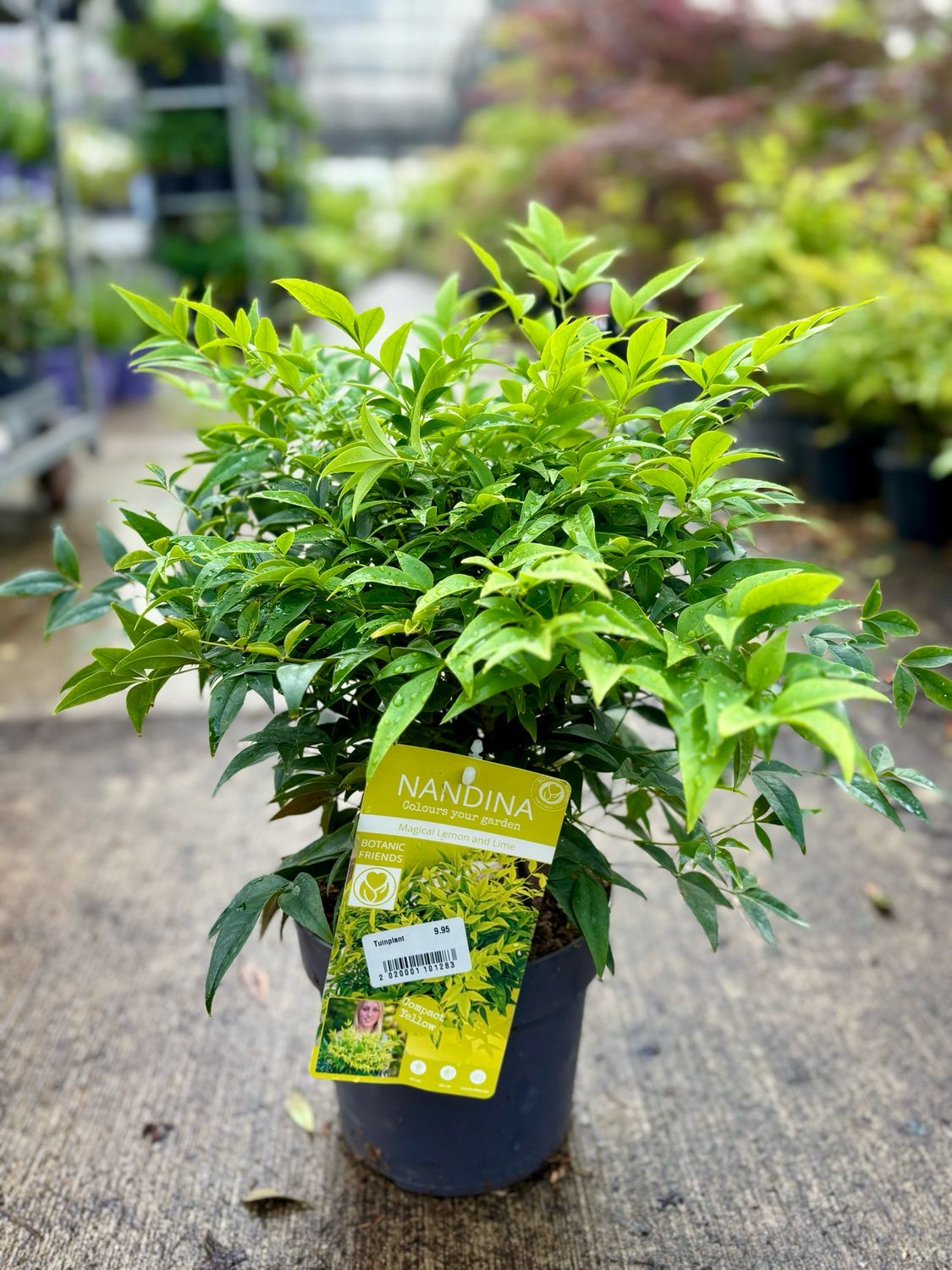 Nandina lemon lime (Hemelse Bamboe) OP=OP