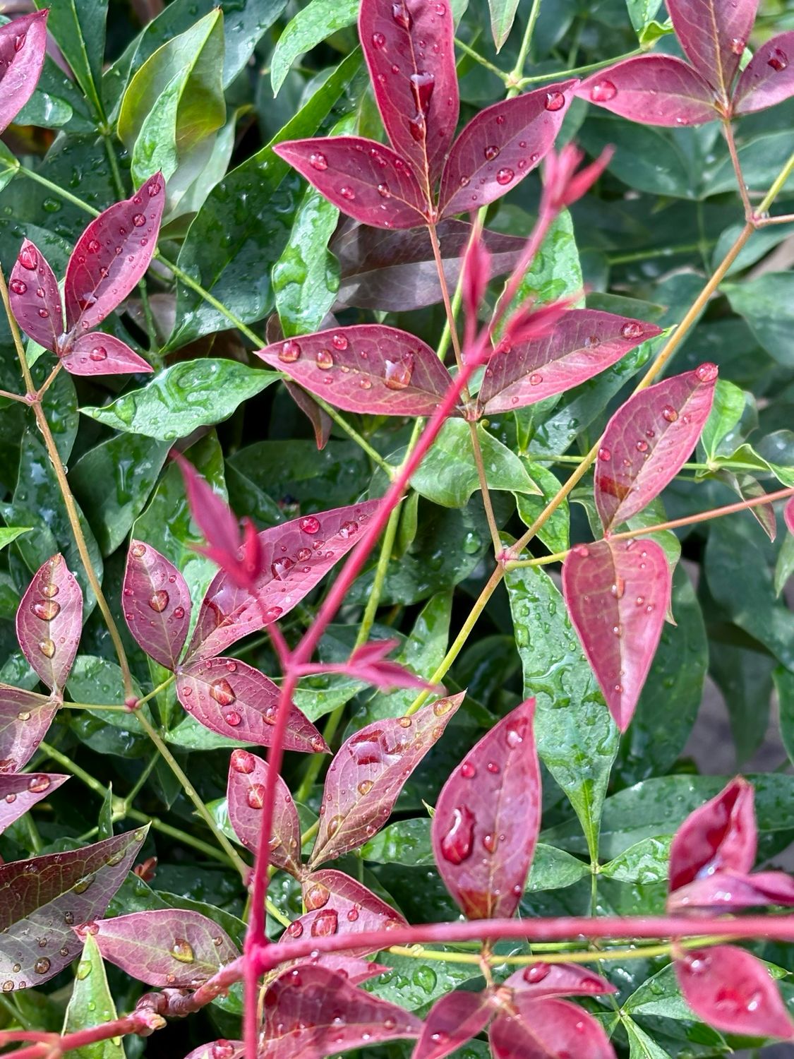 Nandina Obsessed (Hemelse bamboe) OP=OP