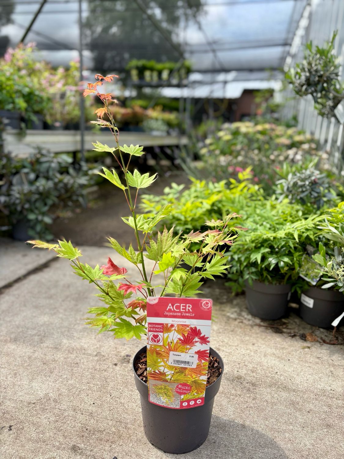 Acer shirasawanum ‘Moonrise’ ( Japanse Esdoorn) OP=OP