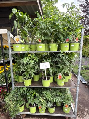 Groente planten verschillende soorten OP=OP