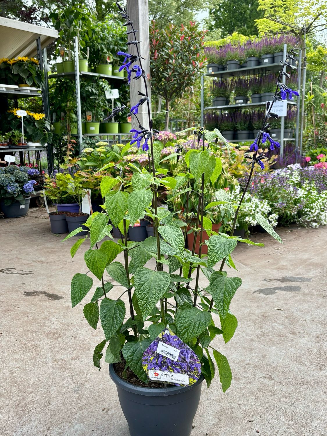 Salvia guaranitica 'Black & Bloom' (Salie) OP=OP