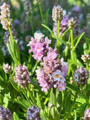 Lavandula (Lavendel Roze ) OP=OP Lavandula (Lavendel Roze ) OP=OP