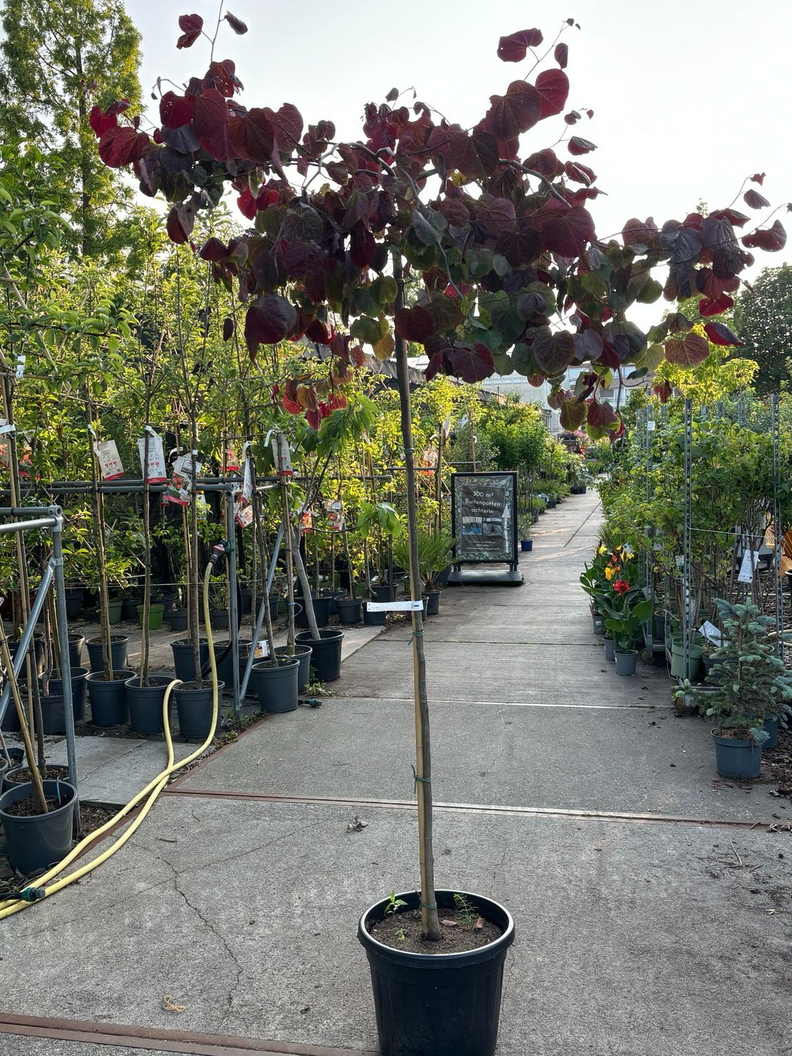 Cercis canadensis"Ruby Falls’ (Amerikaanse Judasboom Treurvorm)