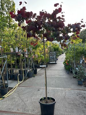Cercis canadensis"Ruby Falls’ (Amerikaanse Judasboom Treurvorm)