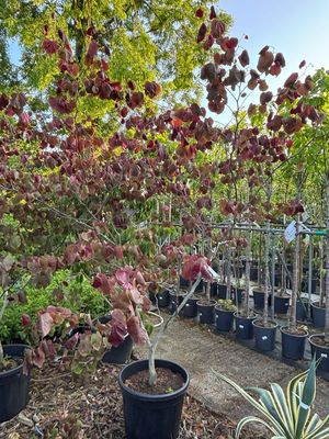 Cercis canadensis 'Merlot' (Amerikaanse Judasboom meerstammig)