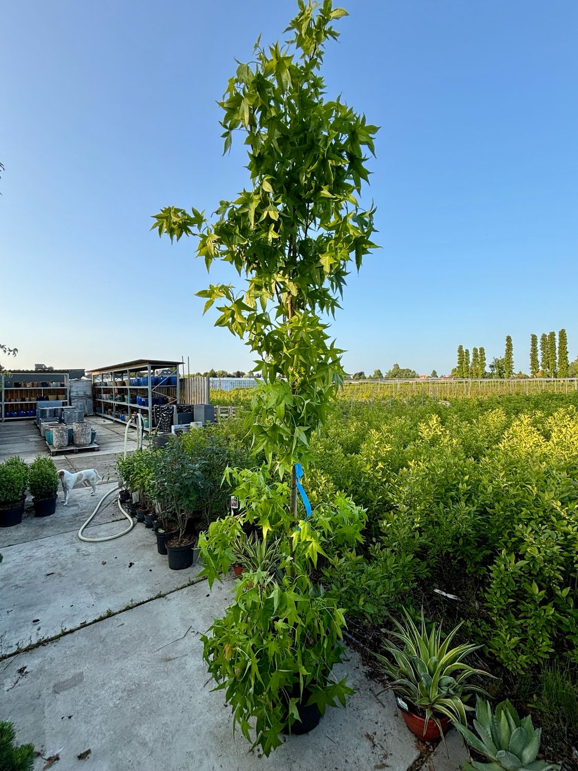 Liquidambar (Amberboom) zeil vorm