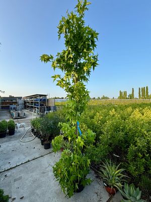 Liquidambar (Amberboom) zeil vorm