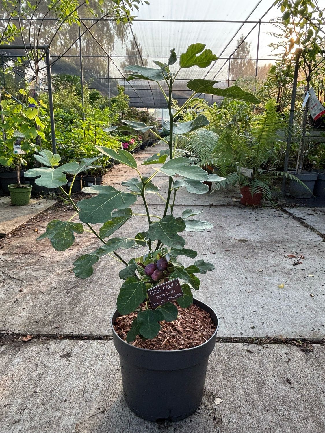 Ficus carica 'Brown Turkey' (Vijg struik) OP=OP