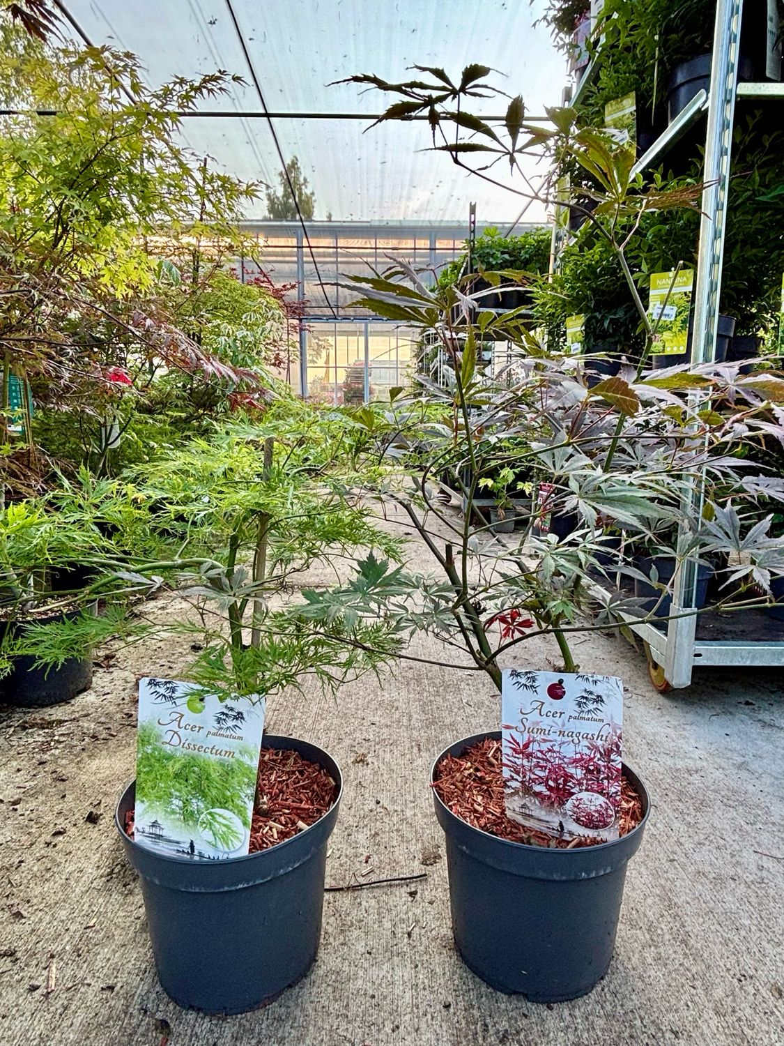 Acer (Japanse Esdoorn) verschillende soorten OP=OP