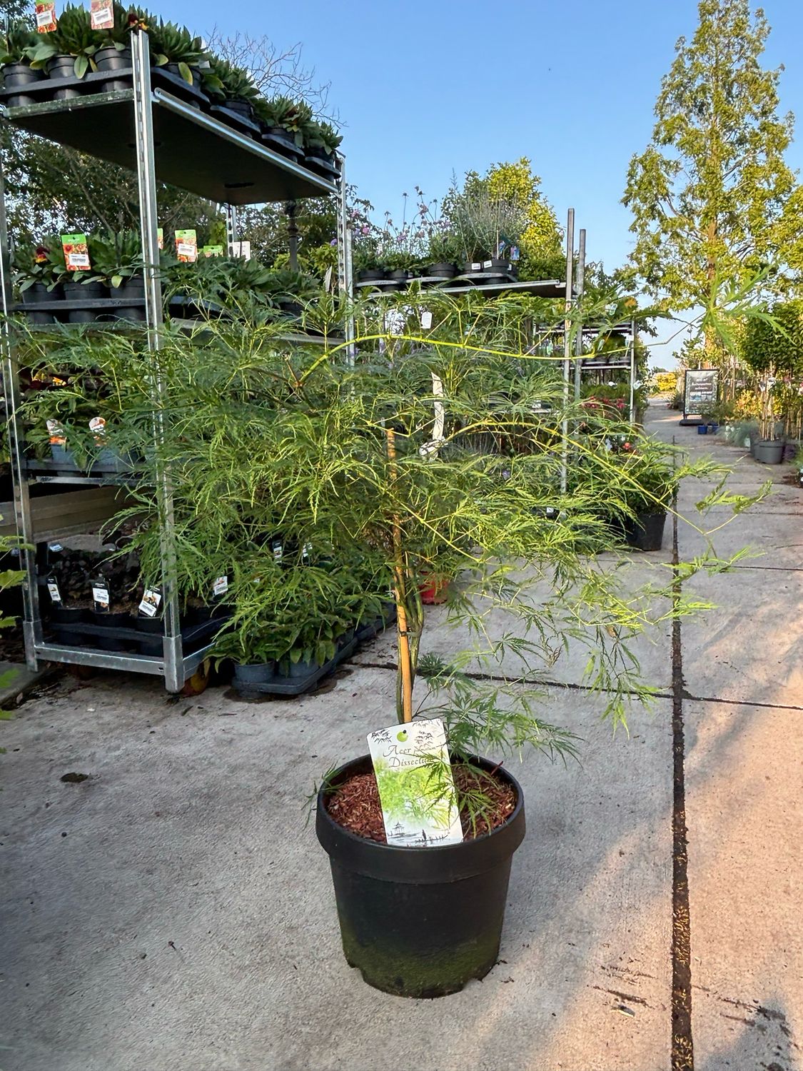 Acer palmatum ‘Dissectum’ (Japanse Esdoorn)