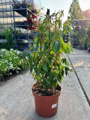 Lonicera (kamperfoelie groenblijvend) OP=OP