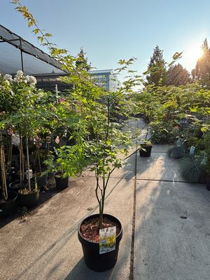 Acer palmatum 'Orange Dream (Japanse Esdoorn)