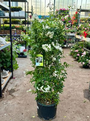 Solanum Jasminoides (Klimmende nachtschade) OP=OP