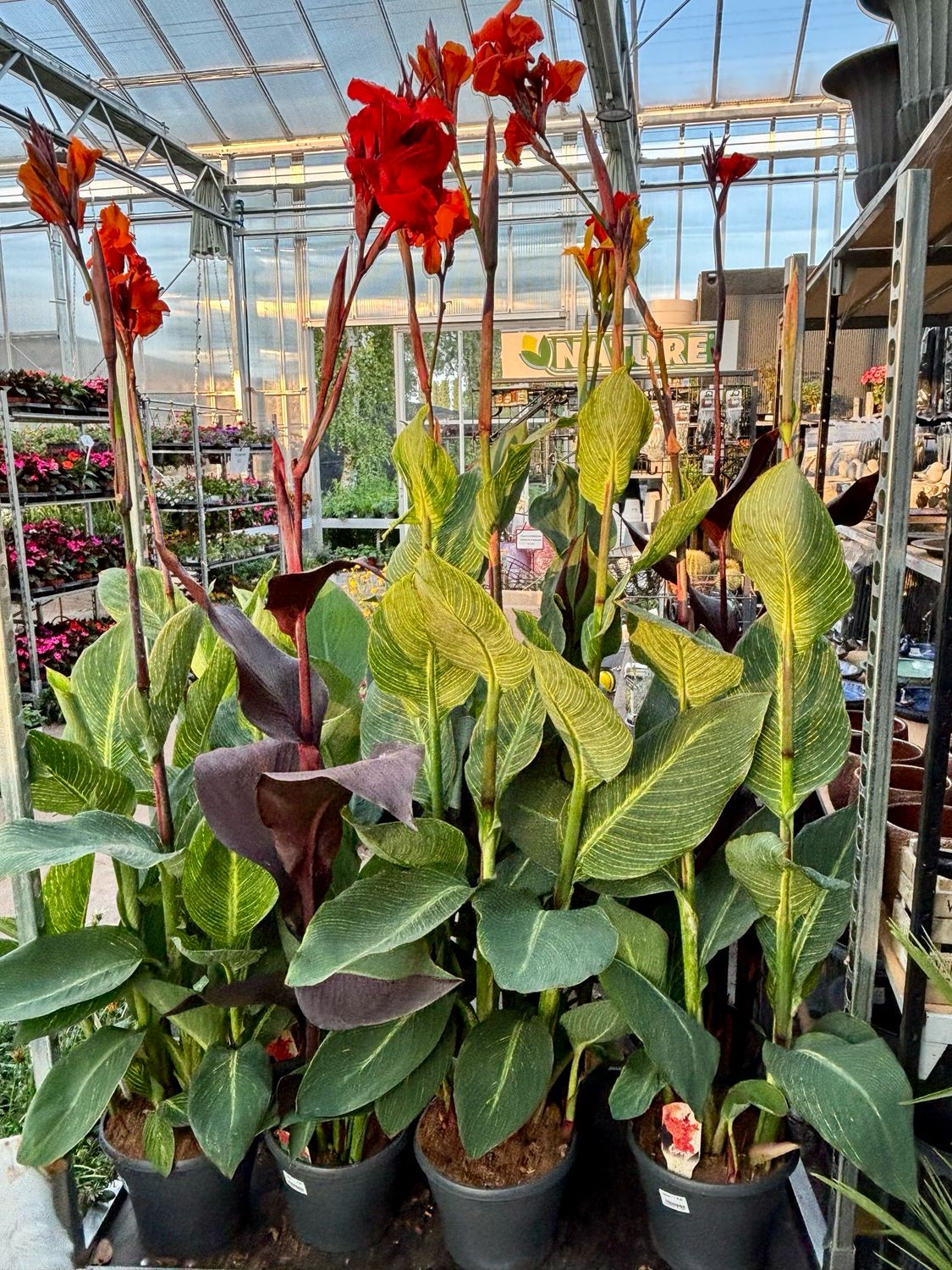 Canna (Bloemriet) xxl verschillende soorten OP=OP