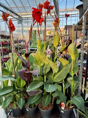 Canna (Bloemriet) xxl verschillende soorten OP=OP