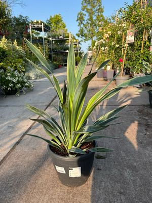 Yucca gloriosa 'Variegata (Palmlelie) OP=OP