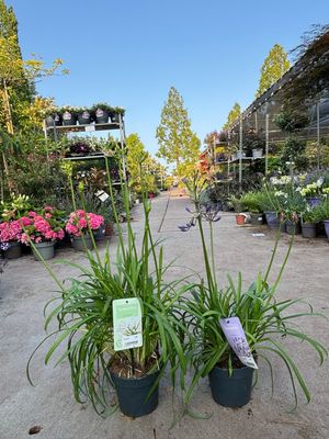 Agapanthus Nolina (Afrikaanse Lelie blauw en wit ) OP=OP