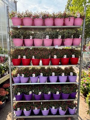 Fuchsia in gekleurde potten OP=OP