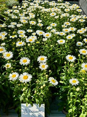 Leucanthemum (Margriet) 3 voor €10 OP=OP