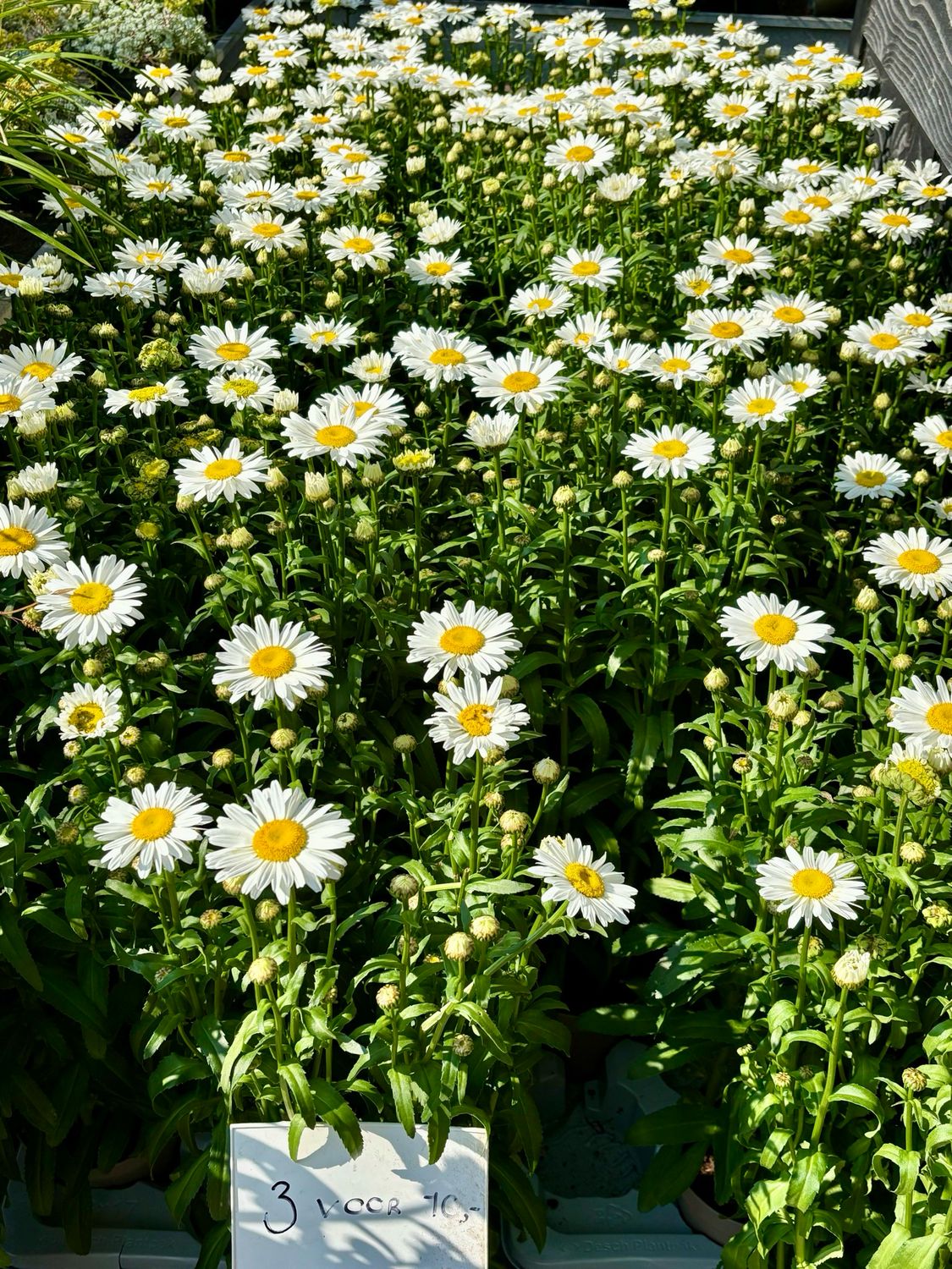 Leucanthemum (Margriet) 3 voor €10 OP=OP