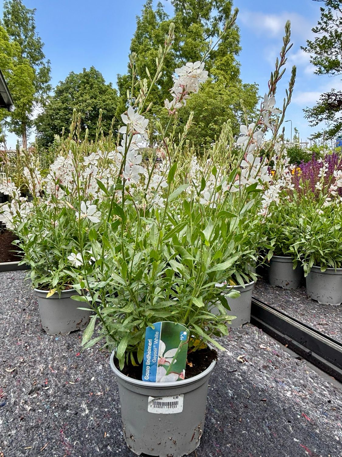 Gaura (Prachtkaars) wit OP=OP
