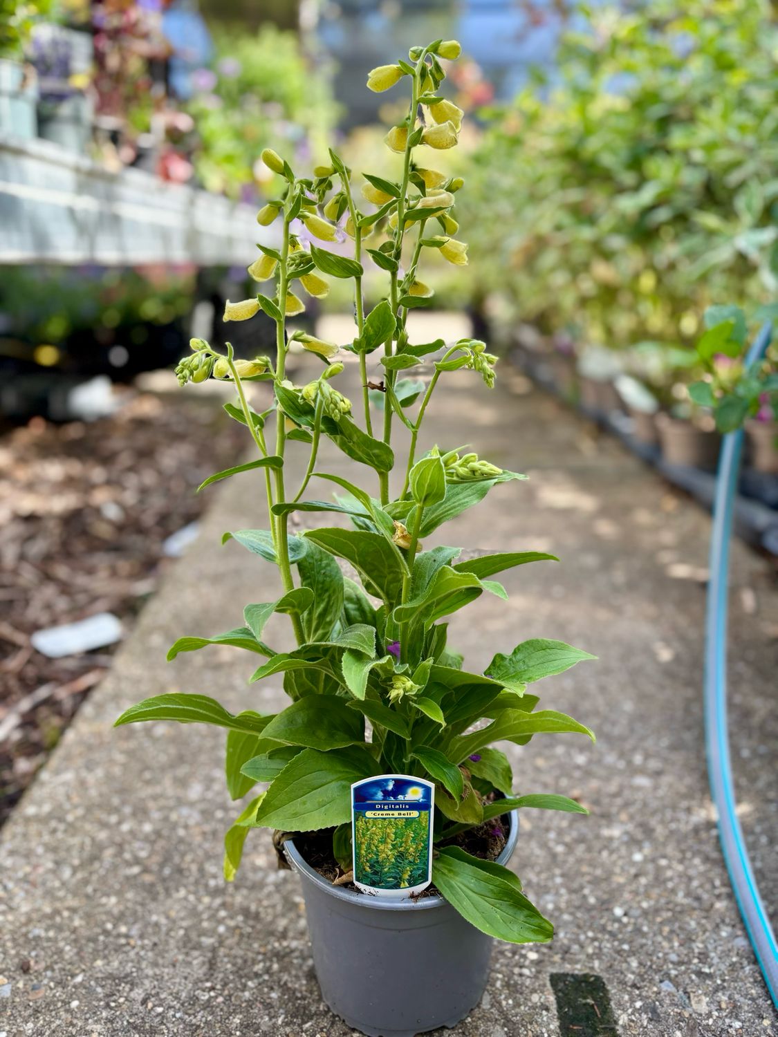Digitalis grandiflora 'Creme Bell' (Vingerhoedskruid geel) OP=OP