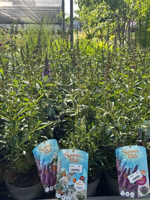 Buddleja (Vlinderstruik Klein blijvend) verschillende soorten OP=OP