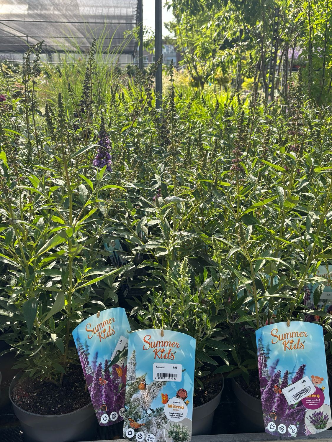 Buddleja (Vlinderstruik Klein blijvend) verschillende soorten OP=OP