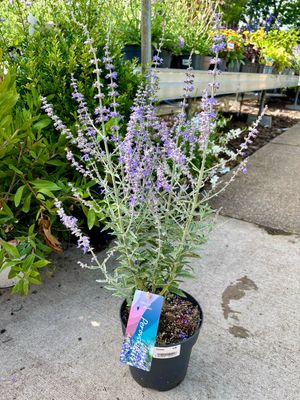 Perovskia atriplicifolia Blue Steel (Reuzenlavendel) OP=OP