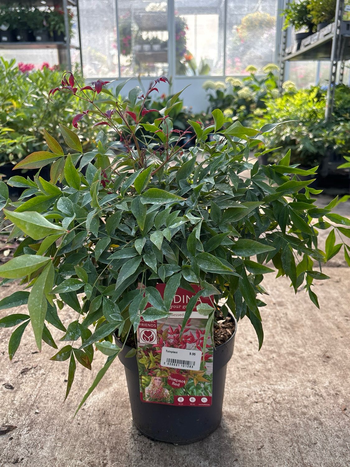 Nandina Obsessed (Hemelse bamboe) OP=OP