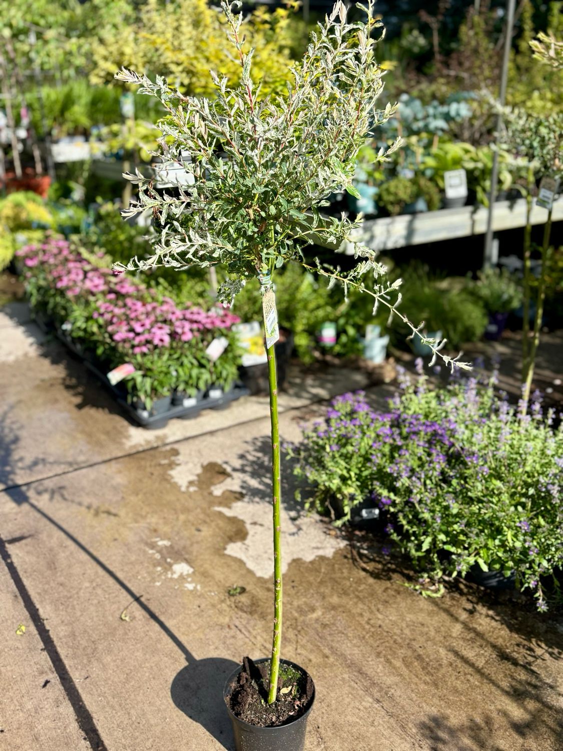 Salix integra 'Hakuro-nishiki (Wilg) OP=OP