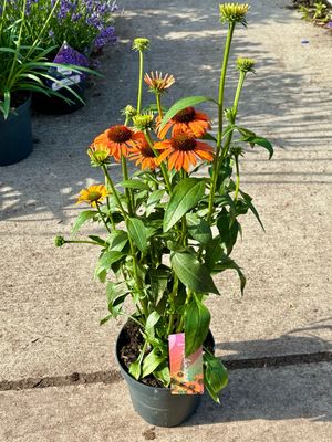 Echinacea (Zonnehoed oranje) OP=OP Echinacea (Zonnehoed oranje) OP=OP