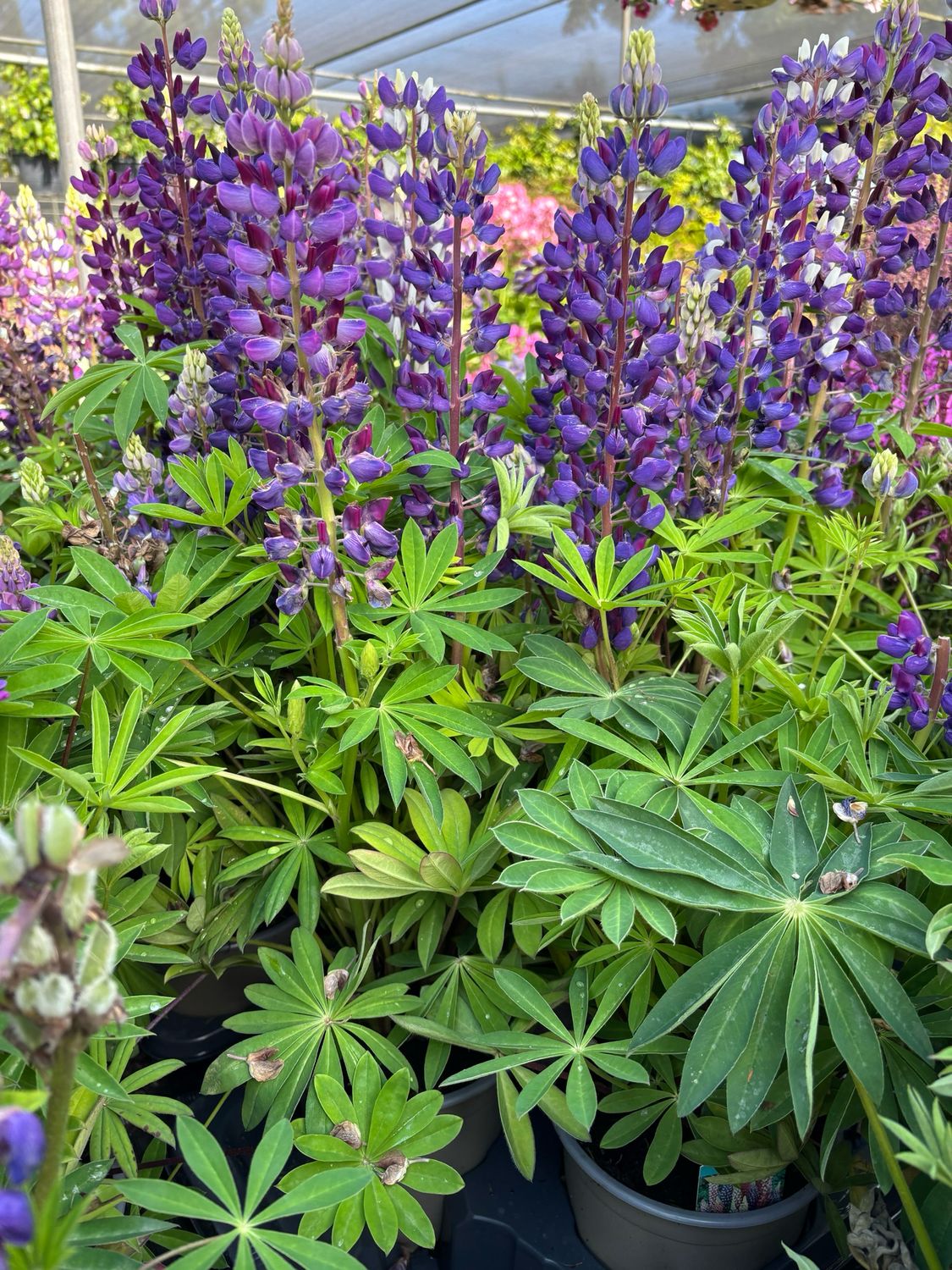 Lupine Paars OP=OP