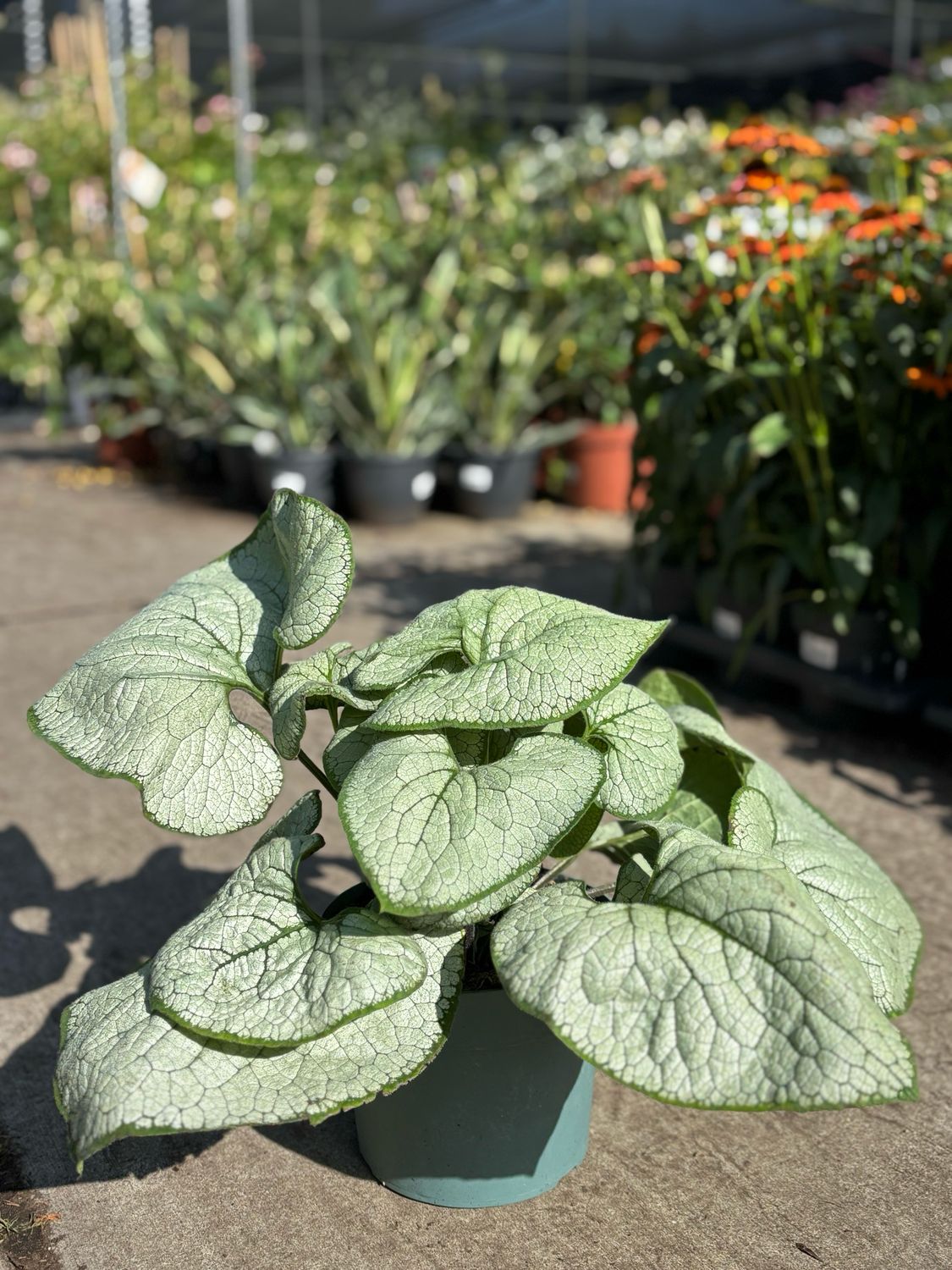 Brunnera macrophylla 'Jack Frost’ (Kaukasisch vergeet-mij-nietje) OP=OP
