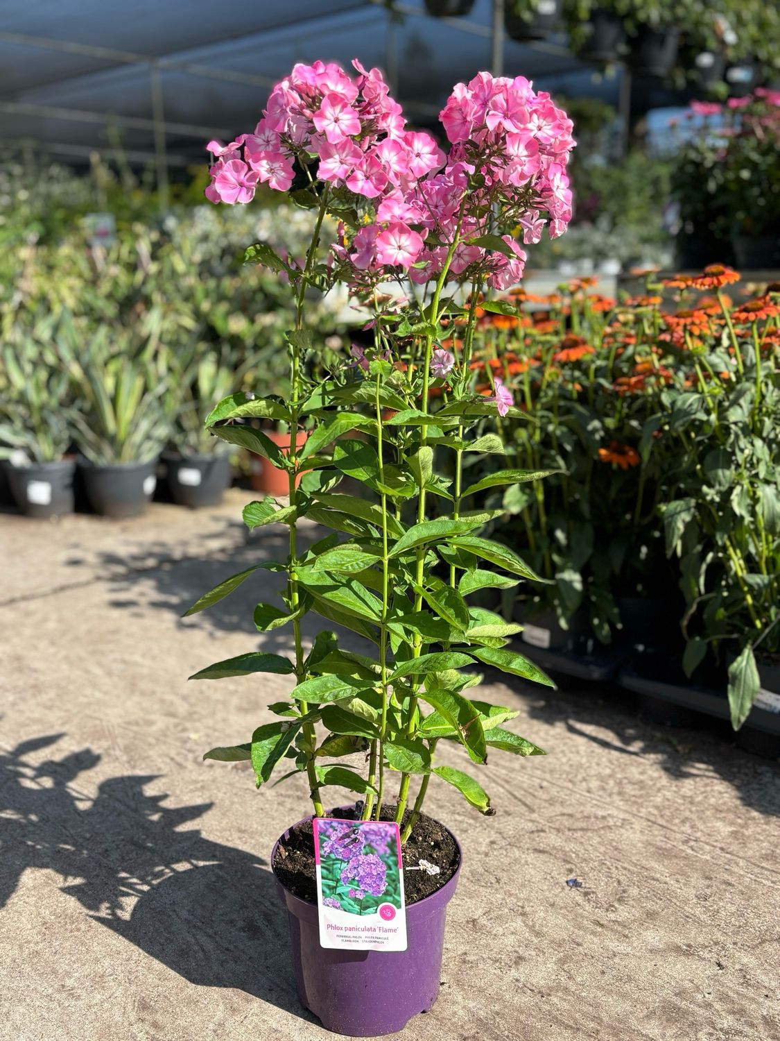 Phlox paniculata (Vlambloem) verschillende soorten OP=OP