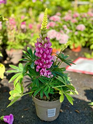 Lupine mix 4 voor €10
