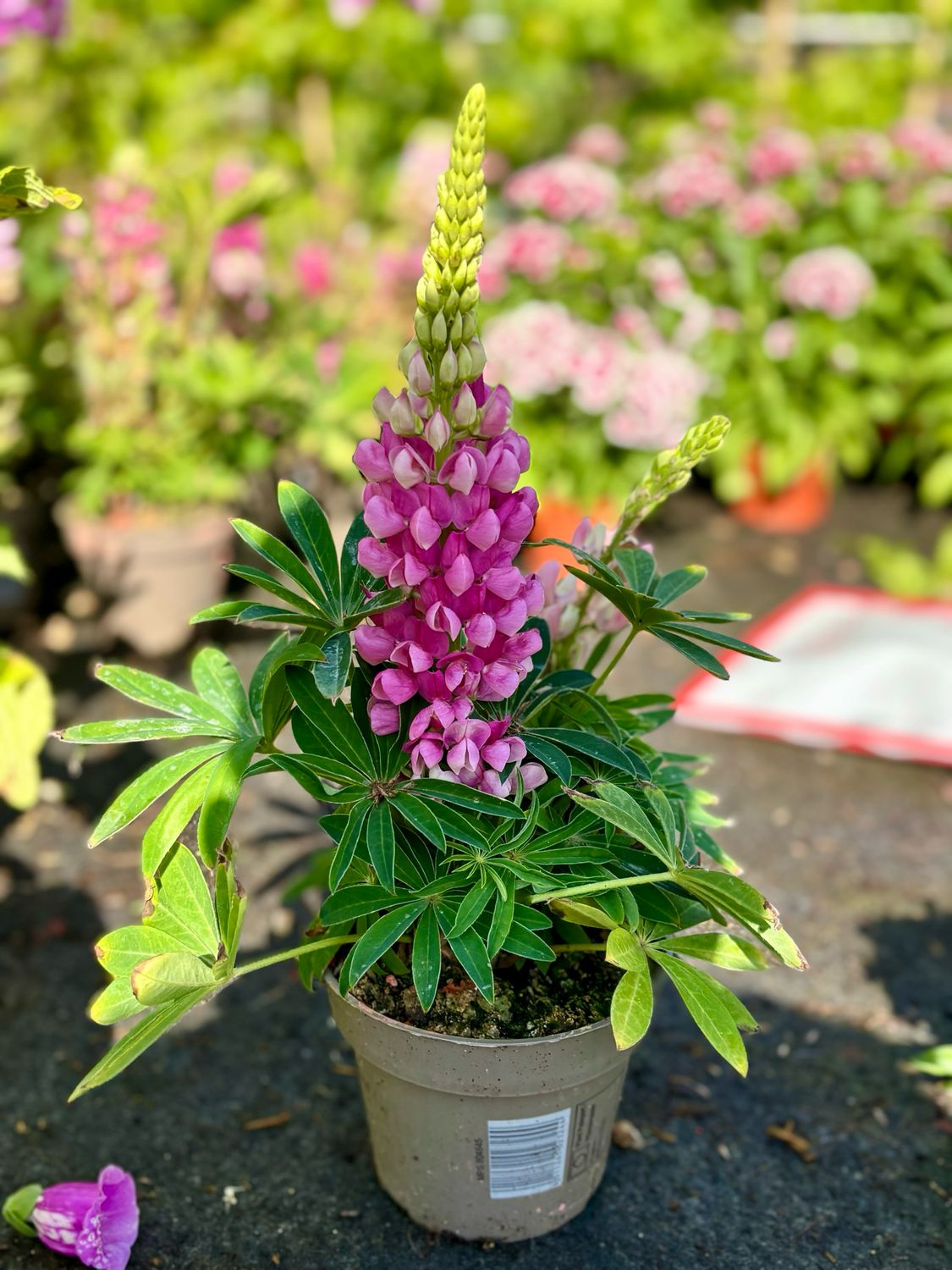 Lupine mix 4 voor €10
