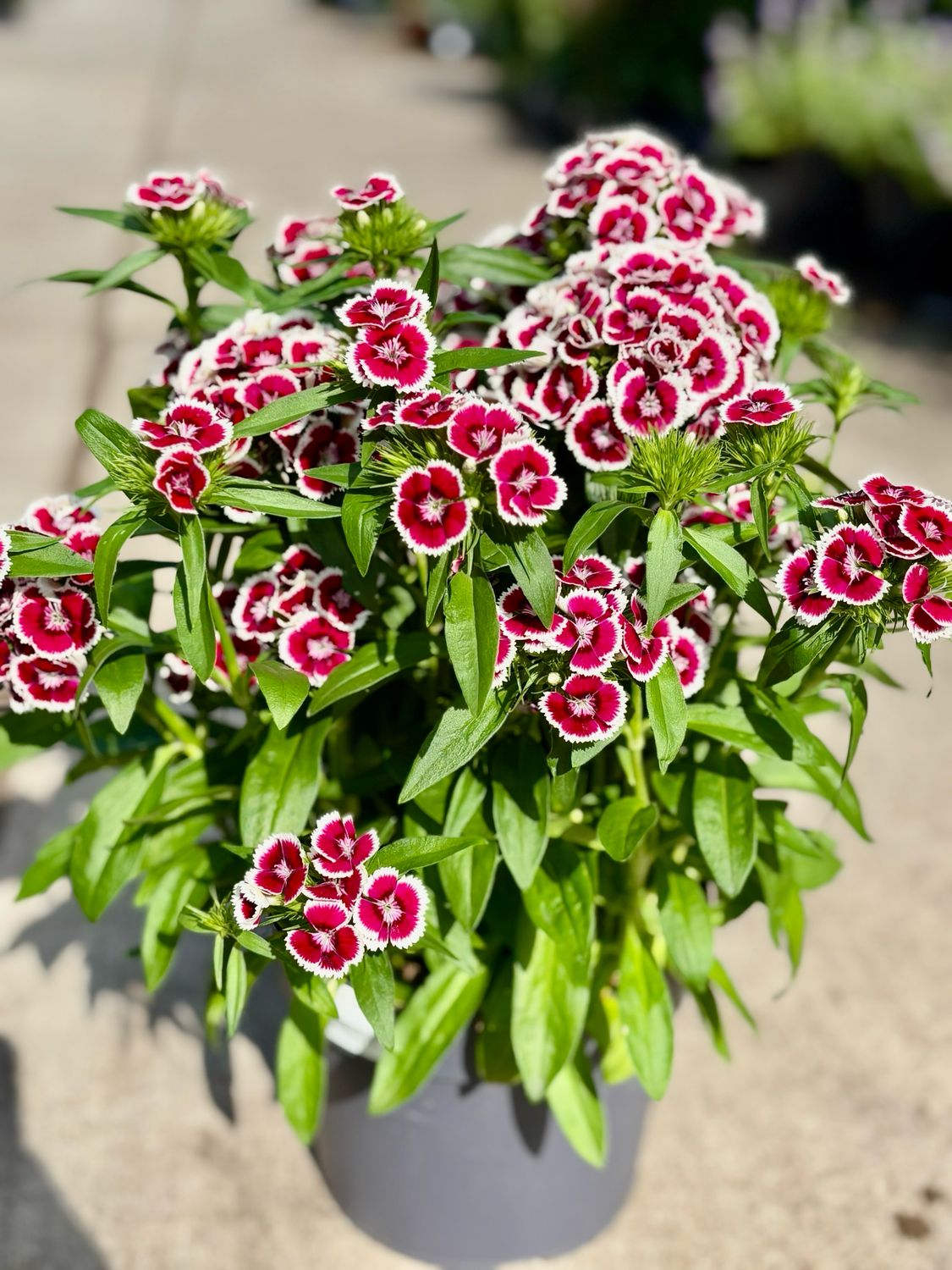 Dianthus barbatus 'BARBARINI' verschillende kleuren (Anjer) OP=OP