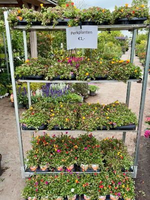 Portulak (Portulaca) OP=OP Portulak (Portulaca) OP=OP