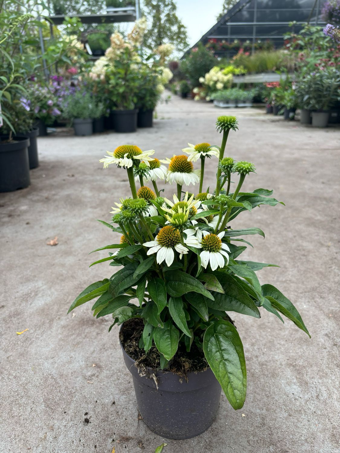 Echinacea (Zonnehoed wit) OP=OP