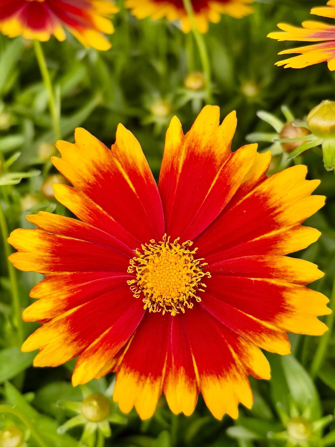 Coreopsis grandiflora (Meisjesogen) Max 3 per klant OP=OP