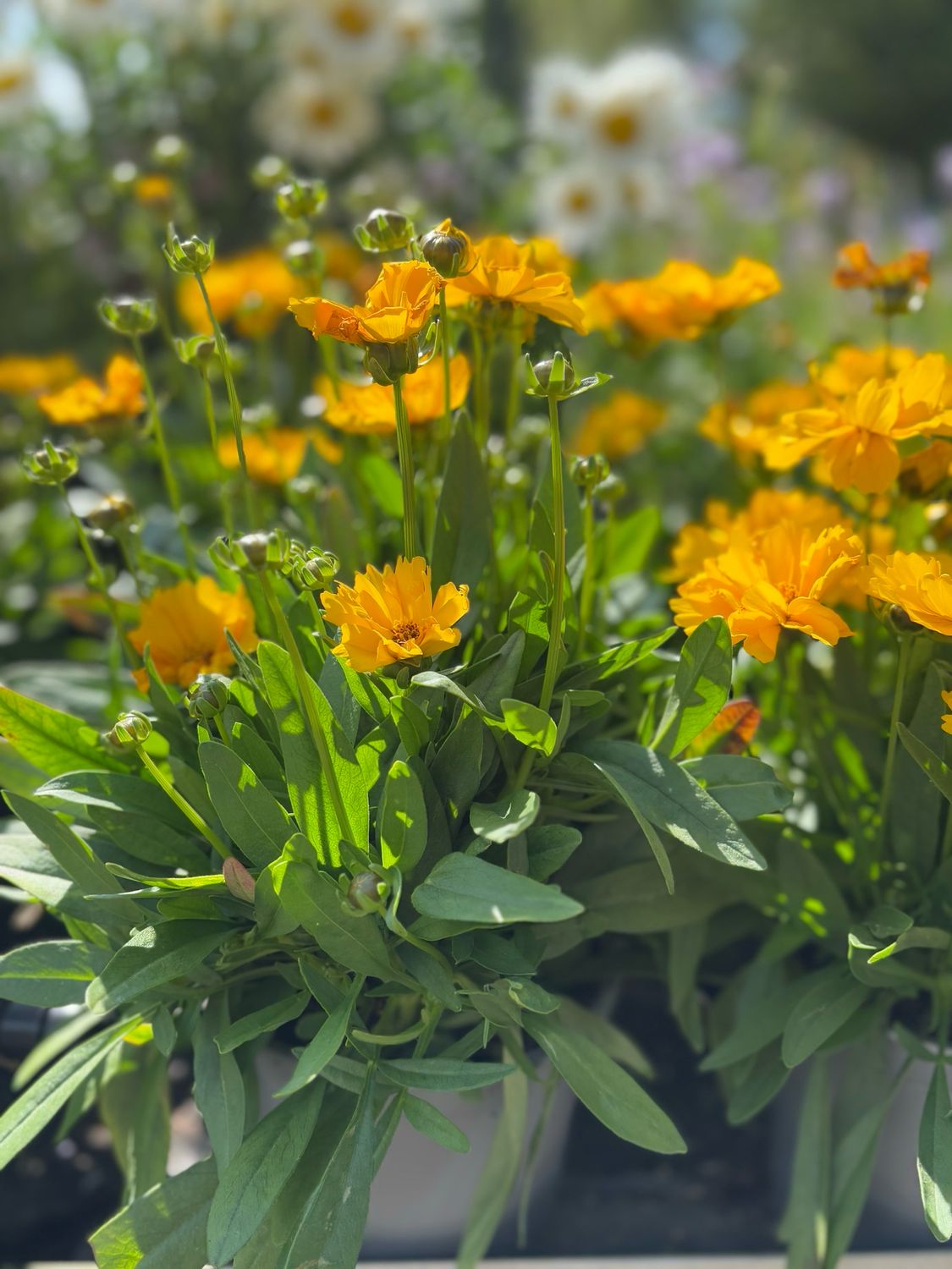Meisjesogen (Coreopsis grandiflora Yellow ) 3 voor €10 OP=OP