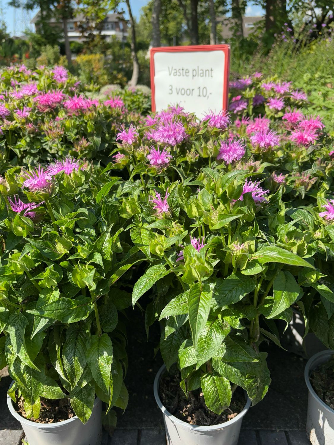 Monarda roze (Gewone bergamotplant) 3 voor €10 OP=OP