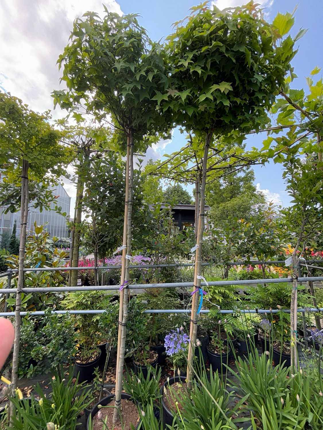 Liquidambar 'Gum Ball' (Amberboom op stam ) OP=OP