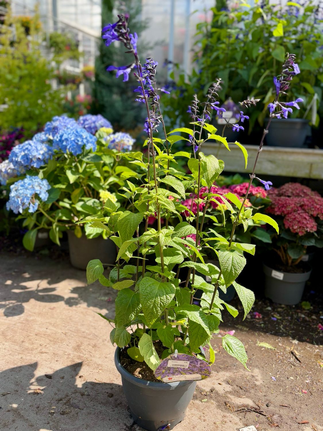 Salvia guaranitica 'Black & Bloom' (Salie) OP=OP