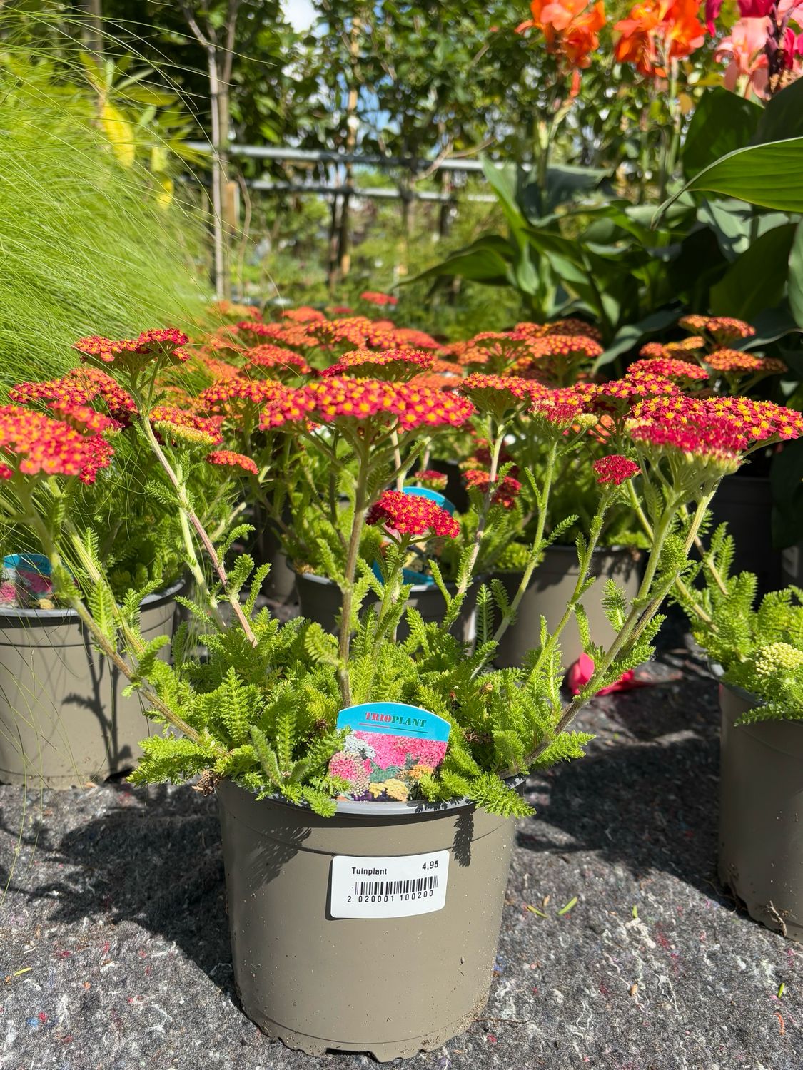 Achillea (Duizendblad) OP=OP
