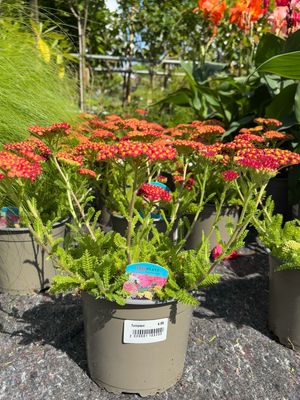 Achillea (Duizendblad) OP=OP