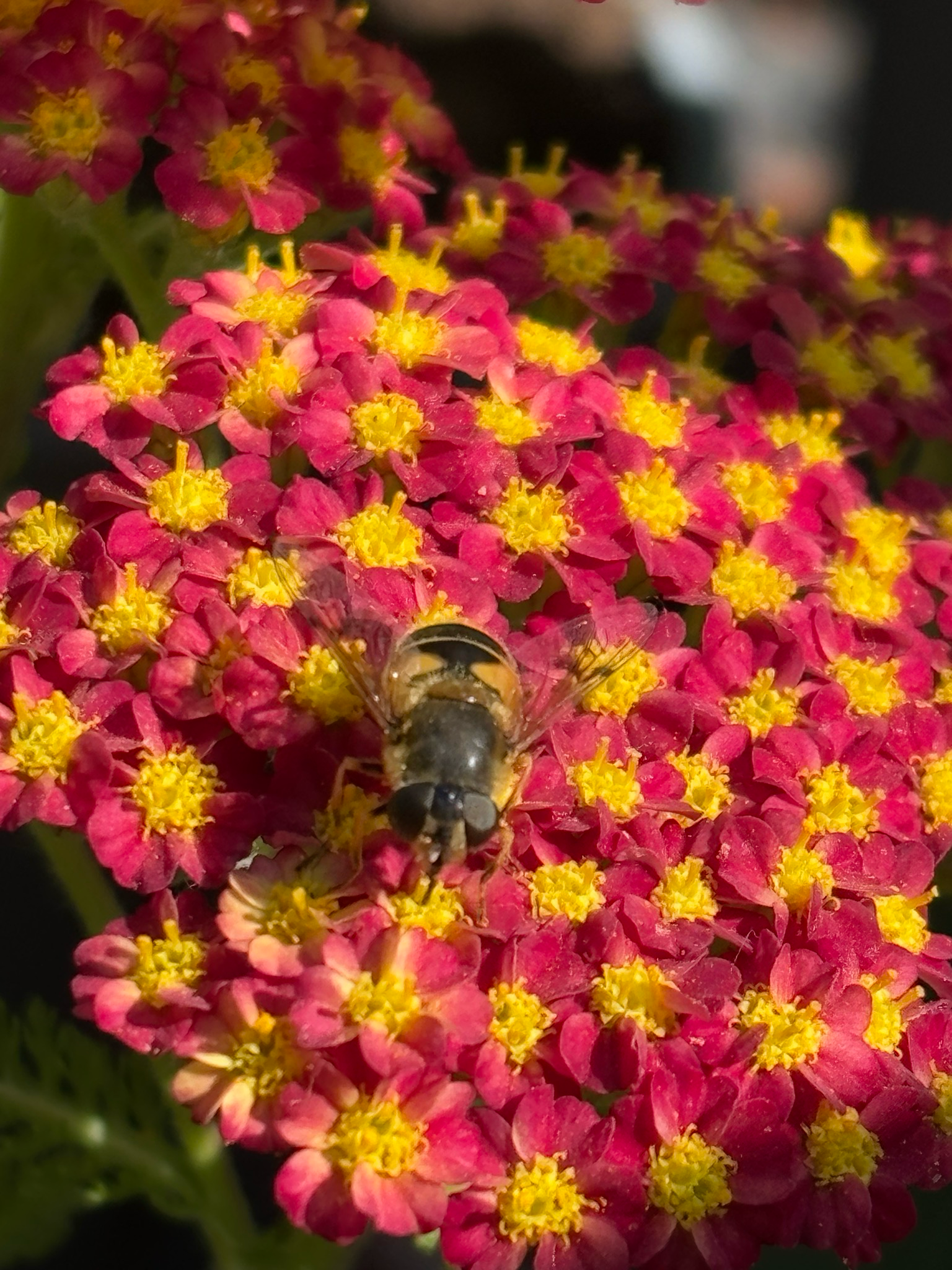Achillea (Duizendblad) OP=OP