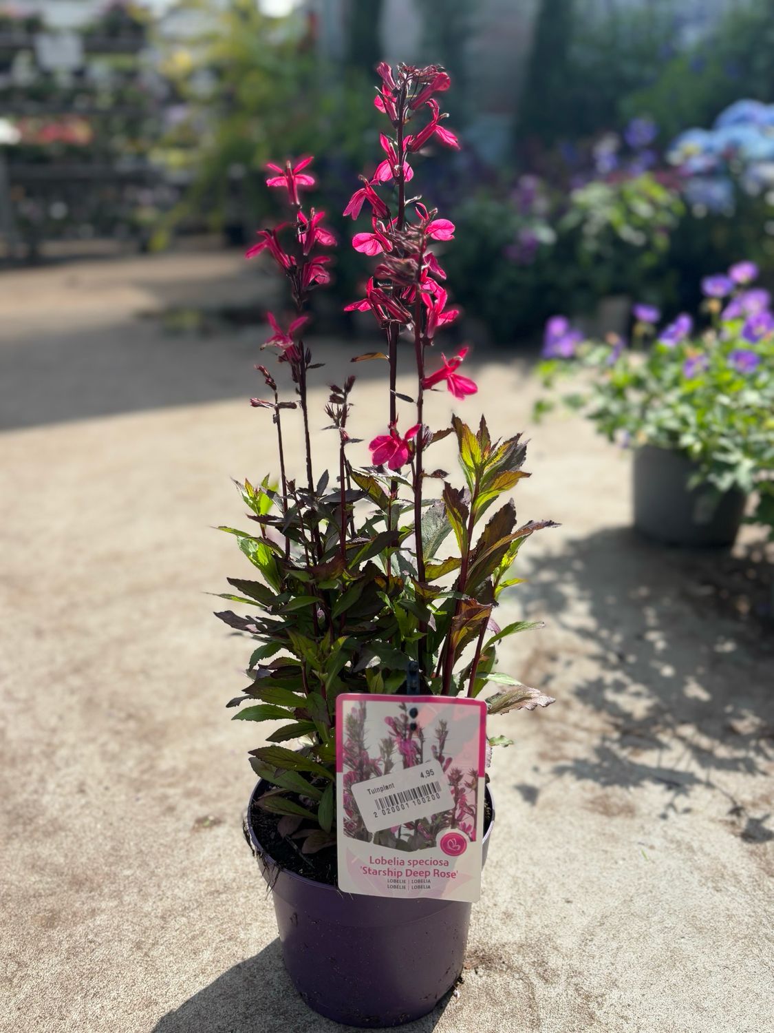 Lobelia speciosa 'Deep Rose' (Kardinaalsbloem) OP=OP